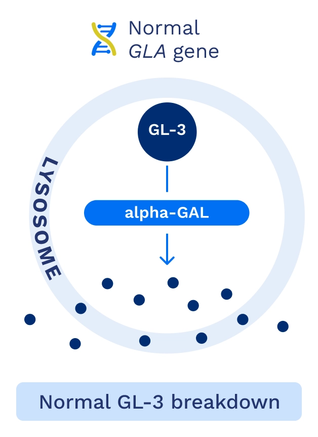 Normal GLA gene graphic