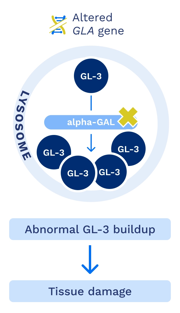 Altered GLA gene graphic