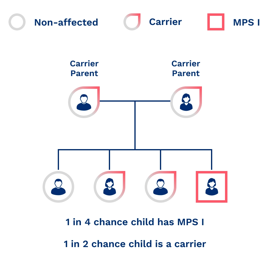 Graphic to show autosomal recessive inheritance pattern of MPS I