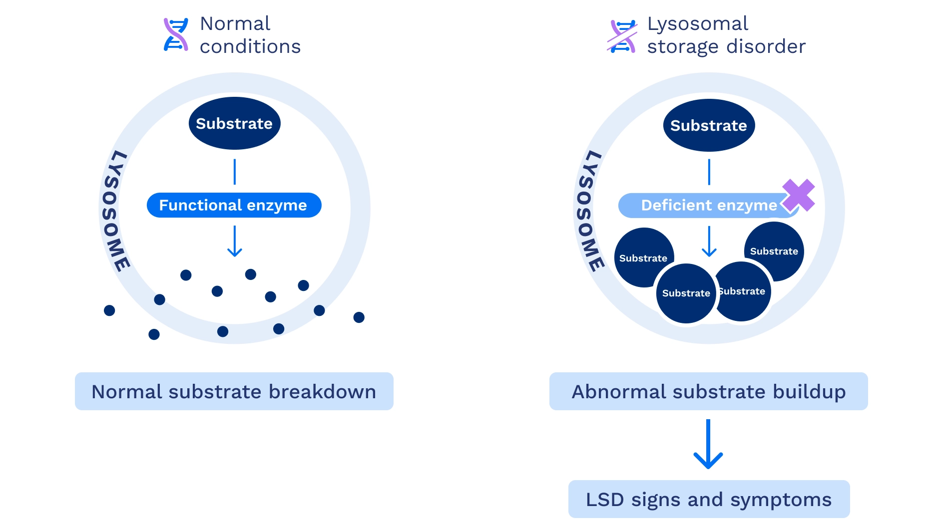Normal and abnormal substrate breakdown